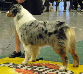 champion bitches 1st CACIB BOS NORDW-07 Thornapple What The Doc Ordered