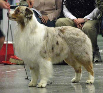 champion males 1st BOB CACIB NORDW-07 Thornapple Aftershock