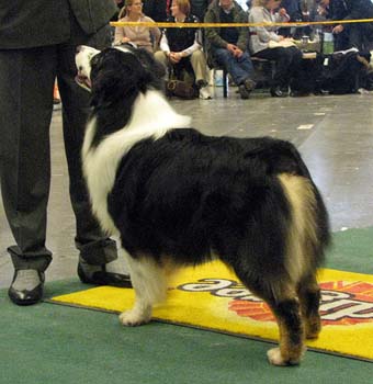 champion males 3rd 5th best male Thornapple Dr Thunder