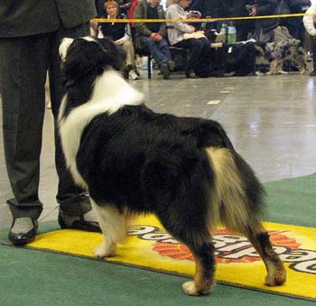 champion males 3rd 5th best male Thornapple Dr Thunder1