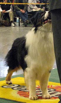 champion males 3rd 5th best male Thornapple Dr Thunder2