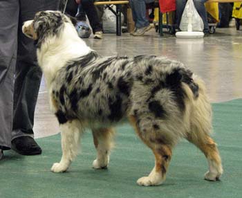 intermediate bitches EXC1 CAC 2nd best bitch res.CACIB Missnutt's Di Savina1