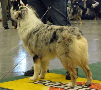 intermediate males VG Tres Colores Idolo Americano