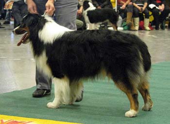 intermediate males VG5 Missnutt's Dacke