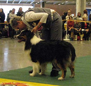 intermediate males VG5 Missnutt's Dacke1