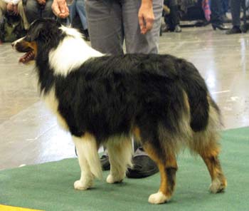 intermediate males VG5 Missnutt's Dacke2