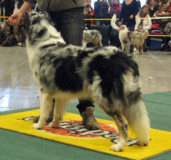 junior males F Spinnrockens Castor1