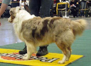 open males G Star Breed's Demolition Man1