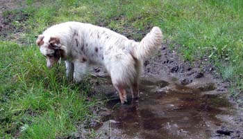 Beginning of August Thyra in a mudpad