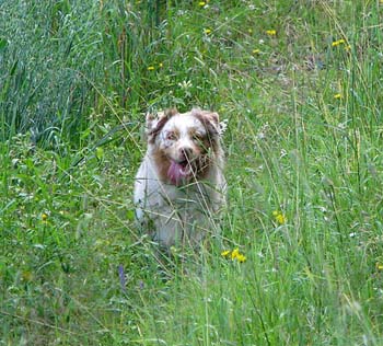 Beginning of August Thyra