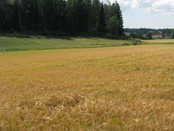 Beginning of August