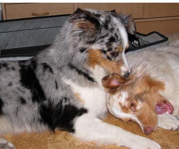 Mid-august Pinja nursing Thyra1