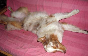 Mid-august Thyra sleeping