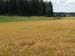 Beginning of August