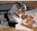 Mid-august Pinja nursing Thyra1