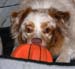Mid-august Thyra and her basketball1