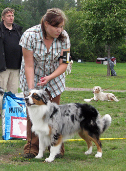 Blue merle males 1st Drover's Counting Sheep