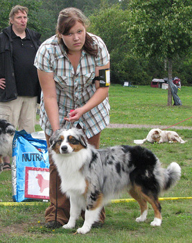 Blue merle males 1st Drover's Counting Sheep1