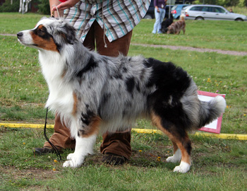 Blue merle males 1st Drover's Counting Sheep2