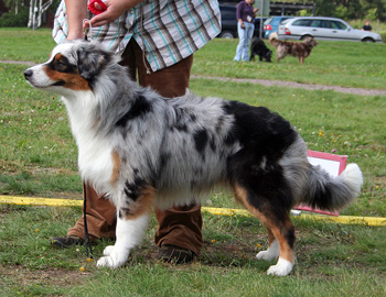 Blue merle males 1st Drover's Counting Sheep3