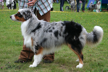 Blue merle males 1st Drover's Counting Sheep4