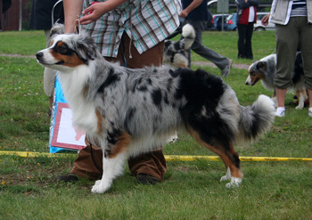 Blue merle males 1st Drover's Counting Sheep6