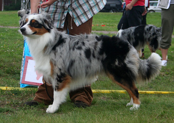 Blue merle males 1st Drover's Counting Sheep7