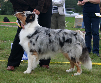 Blue merle males 2nd Gun Lake Blue Lagoon1
