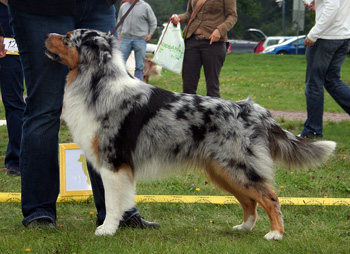 Blue merle males 3rd Glenhouse's Goody Goody