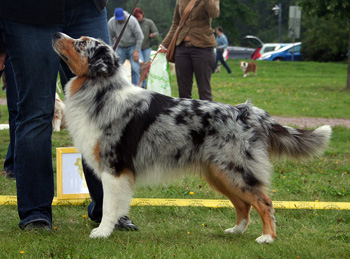 Blue merle males 3rd Glenhouse's Goody Goody2
