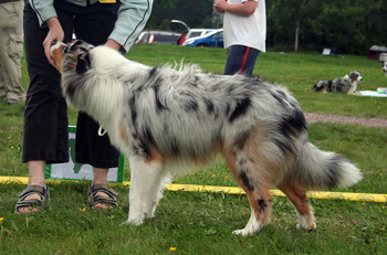 Blue merle males 4th Sentikki Skyline