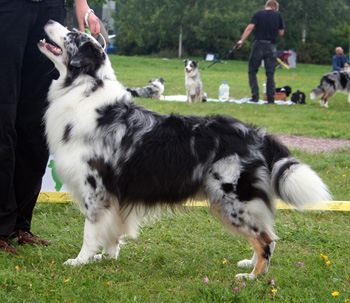 Blue merle males 5th Glenhouse's Ferris Wheel