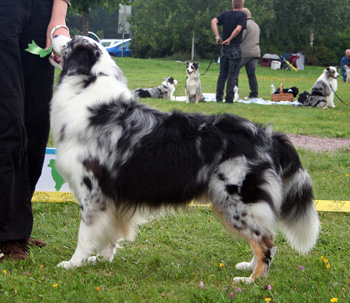 Blue merle males 5th Glenhouse's Ferris Wheel1