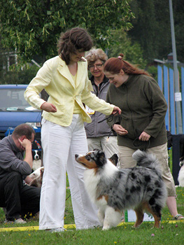 Blue merle males Drover's Attent'n Please