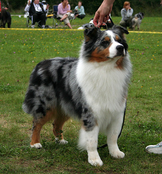 Blue merle males Drover's Attent'n Please2