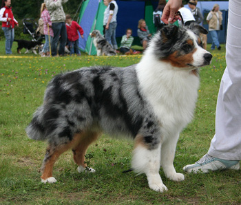 Blue merle males Drover's Attent'n Please3