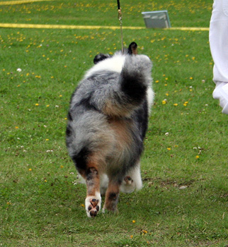 Blue merle males Drover's Attent'n Please5