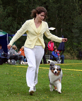Blue merle males Drover's Attent'n Please6