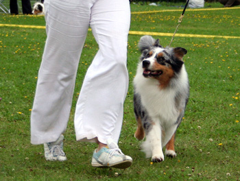Blue merle males Drover's Attent'n Please8