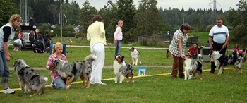 Blue merle males