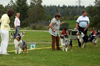 Blue merle males1