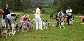 Blue merle males2