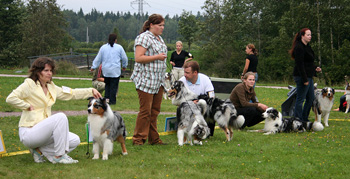 Blue merle males3