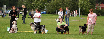 Breeders groups Glenhouse's