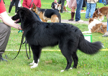 Puppymales 4th Särkivaaran Tosi Mahoton