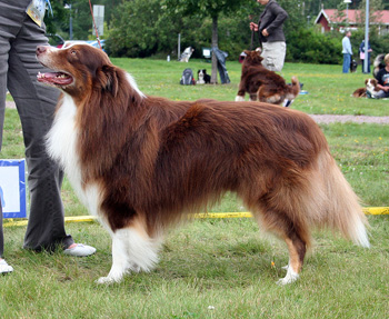 Red males 2nd Dancing Skies Oliver Wood