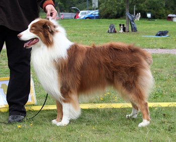 Red males 3rd Ossequente Lancia Rosso1