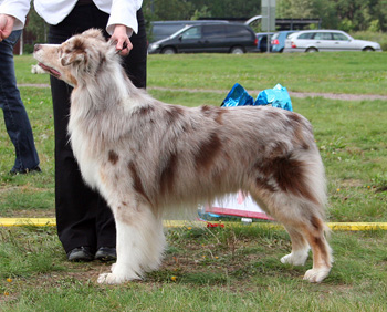 Red merle males 1st Captain Kidd of Imagineer