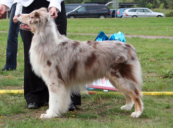 Red merle males 1st Captain Kidd of Imagineer1