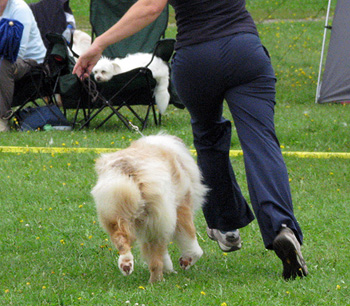 Red merle males 2nd Beauwood Karelian Bear2